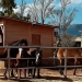 Help Horses Ymittos: una storia di solidarietà