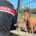 Blitz nel Val di Noto: 26 cavalli ‘irregolari’