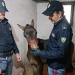 Cavallo ‘abusivo’ a Catania