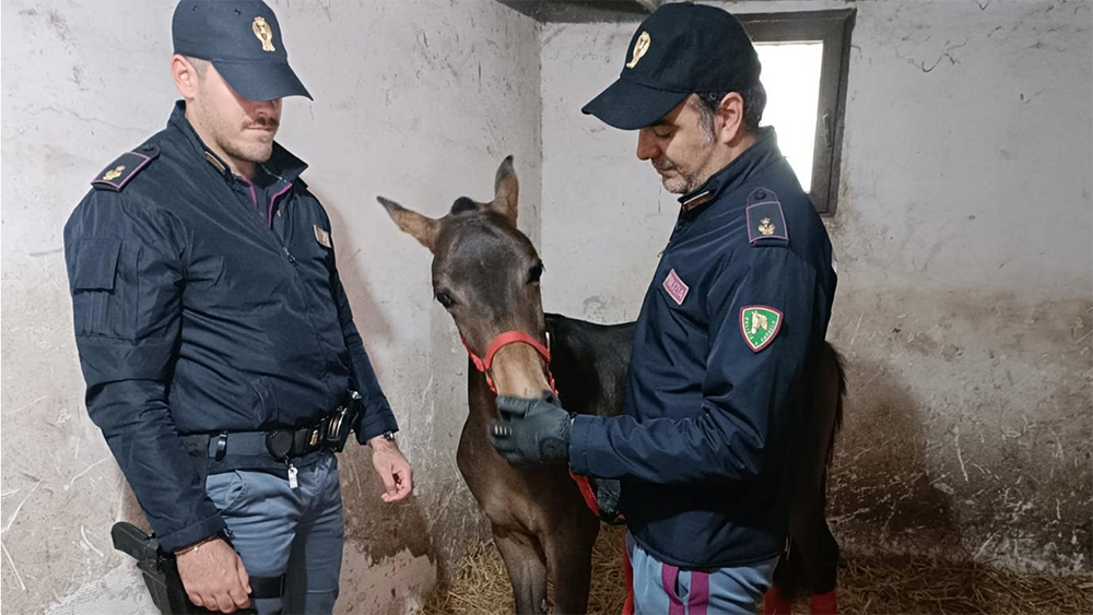 Cavallo ‘abusivo’ a Catania