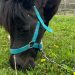 Mamy, una pony da seguire con il Ranch Val di Ronch