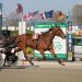 A Pasquetta il grande trotto è di scena a Torino