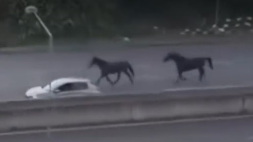 Cavalli in fuga sulla SS36: intervista a chi ha soccorso la cavalla ferita
