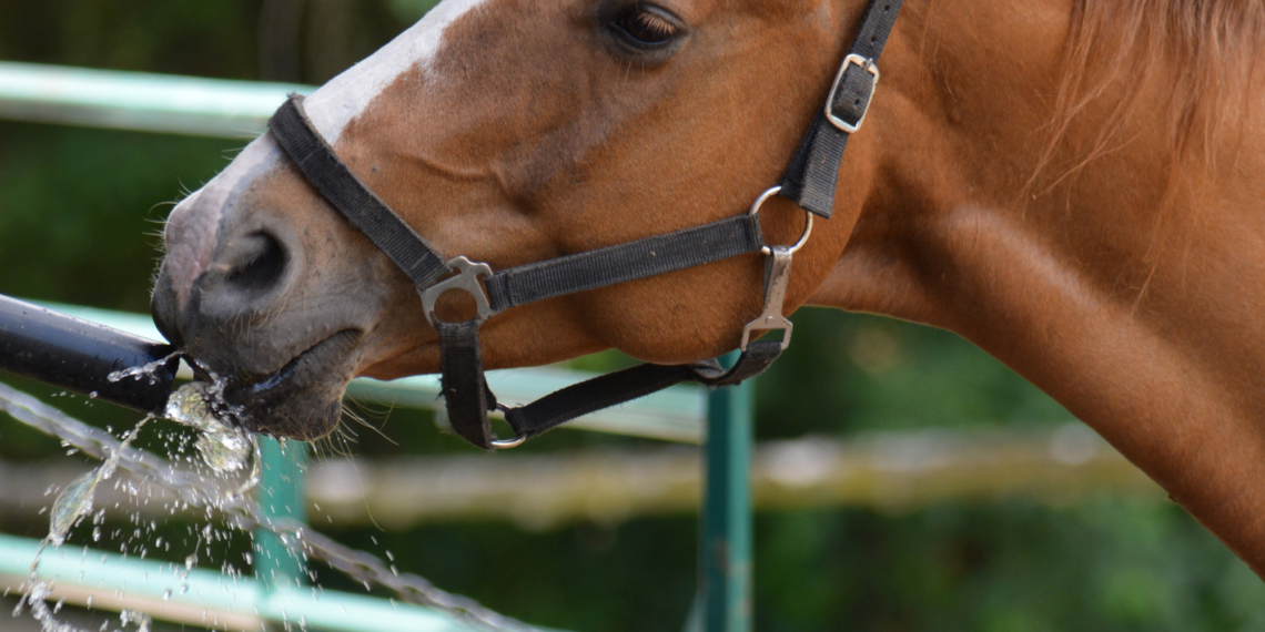 Reidratanti per il cavallo da concorso: non solo elettroliti