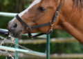 Reidratanti per il cavallo da concorso: non solo elettroliti