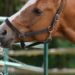 Reidratanti per il cavallo da concorso: non solo elettroliti