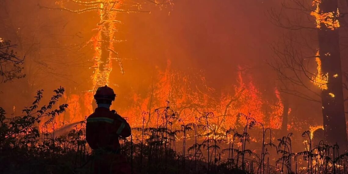 Incendio del Monte Faeta: una emergenza ben gestita dal punto di vista degli animali
