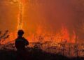 Incendio del Monte Faeta: una emergenza ben gestita dal punto di vista degli animali