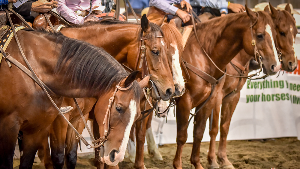 Salone del Cavallo 4