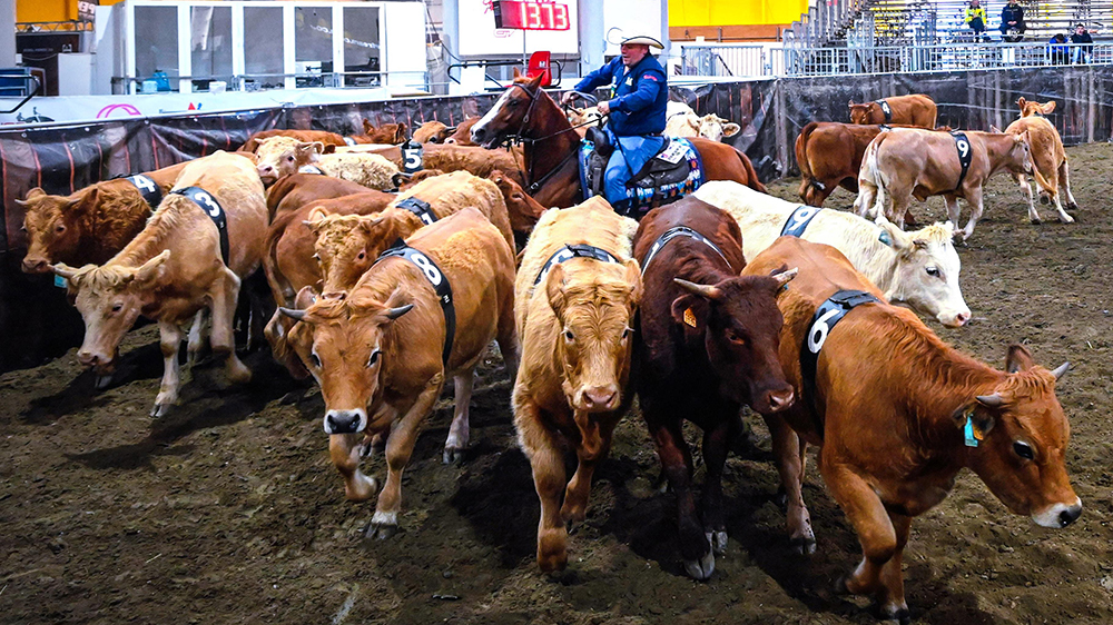 TeamPenning 2