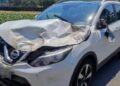 Bergamo, cavallo investito da un’auto tra Treviglio e Arcene: non ce l’ha fatta