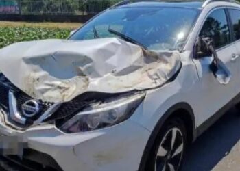 Bergamo, cavallo investito da un’auto tra Treviglio e Arcene: non ce l’ha fatta