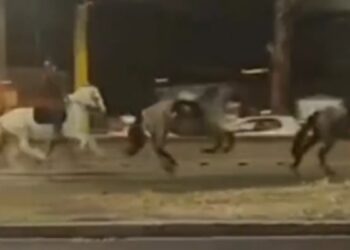 Cavalli in fuga a Roma: identificati dalla Digos i responsabili dei fuochi artificiali