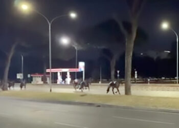 30 cavalli in fuga nella notte