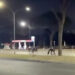 30 cavalli in fuga nella notte
