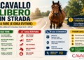 Cavallo libero in strada: cosa fare davvero (e cosa evitare)