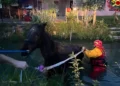 Abano: c’è un cavallo nel canale