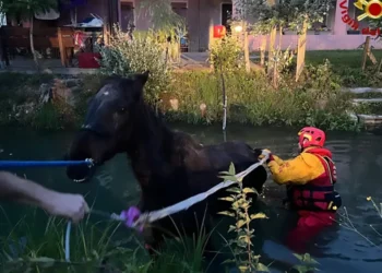 Abano: c’è un cavallo nel canale