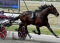 Grande ippica a Modena col Tito Giovanardi