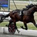 Grande ippica a Modena col Tito Giovanardi