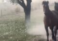 Grandine gigante in Oklahoma: cavalli in fuga durante la tempesta supercellulare