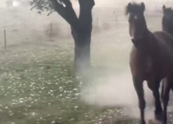 Grandine gigante in Oklahoma: cavalli in fuga durante la tempesta supercellulare