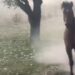 Grandine gigante in Oklahoma: cavalli in fuga durante la tempesta supercellulare