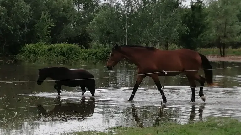 maltempo fattoria sottacqua a monsummano i proprietari danni gravissimi tutto da rifare
