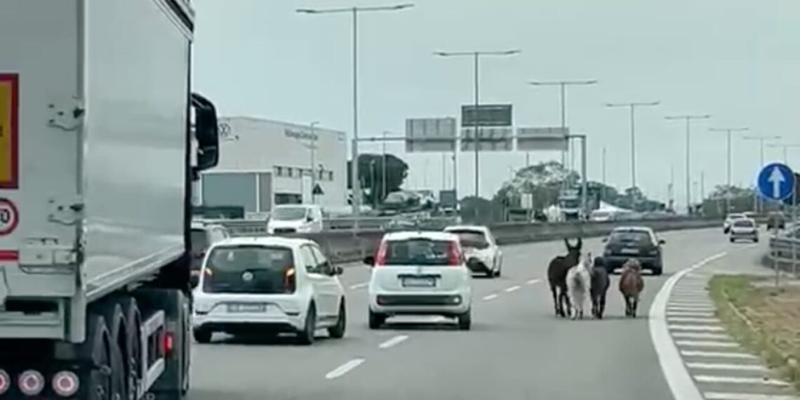 Bari, tre pony in fuga…per tacer dell’asino
