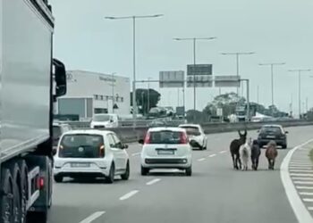 Bari, tre pony in fuga…per tacer dell’asino