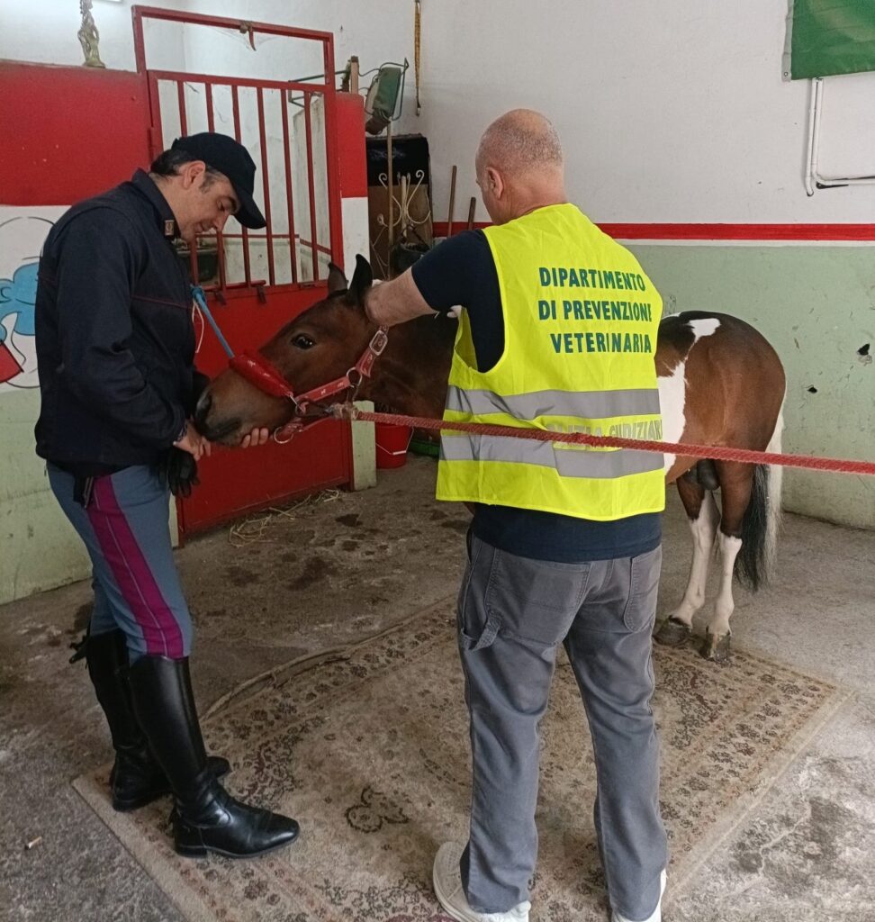 scoperte dalla polizia di stato due stalle abusive a san cristoforo due pony sequestrati 972x1024
