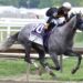 Trionfo di Napoleon Solo nella 151ª edizione della Preakness Stakes