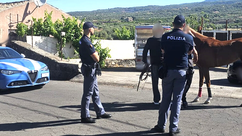 CONTRASTO ALLE CORSE CLANDESTINE DI CAVALLI INTERVENTO INTERFORZE DELLA POLIZIA DI STATO E DELLARMA DEI CARABINIERI TRA PATERNO E ADRANO 1