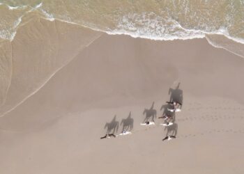 Fieracavalli Riding by the Sea: ultimi giorni per iscriversi