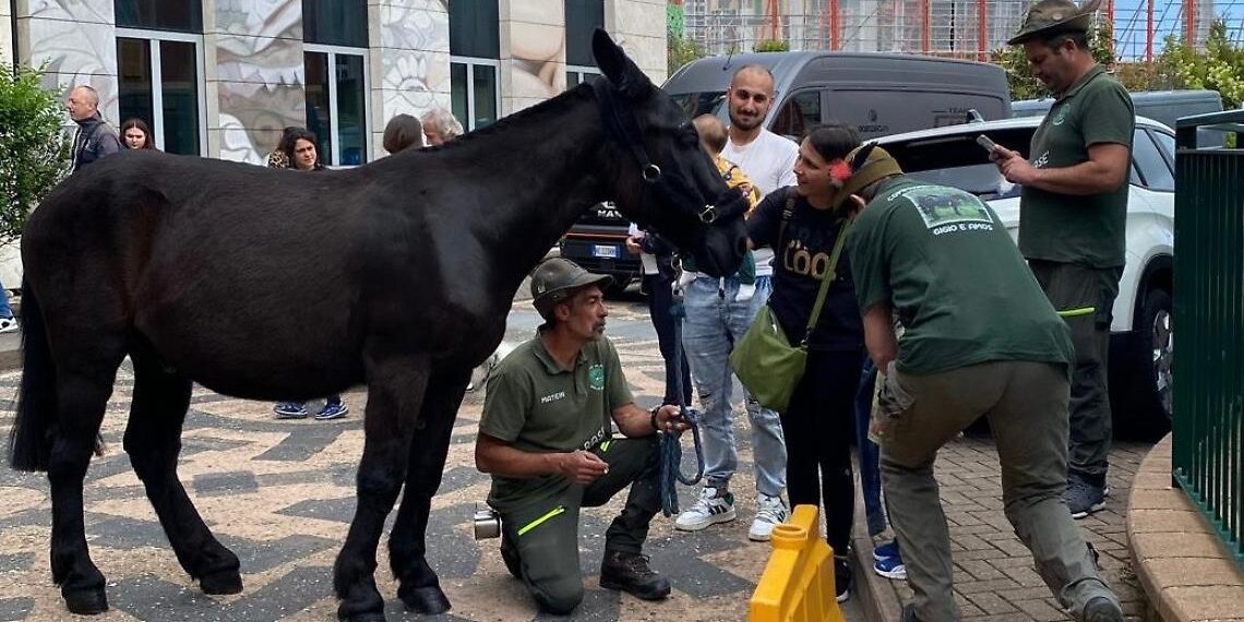 Il Generale Gigio conquista il Gaslini: un mulo degli Alpini porta sorrisi ai bimbi