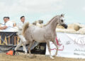 Trapani Arabian Horse Cup: una kermesse imperdibile