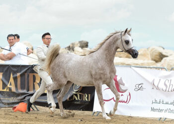 Trapani Arabian Horse Cup: una kermesse imperdibile