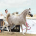 Trapani Arabian Horse Cup: una kermesse imperdibile