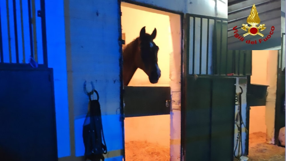 Lanziano cavallo rialzato sulle sue zampe