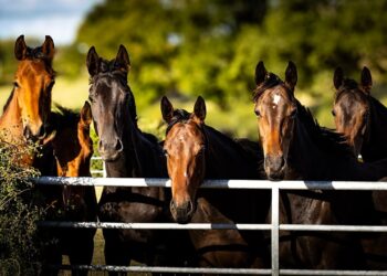 Influenza equina, caso confermato in un PSI arrivato in Inghilterra dall’Irlanda