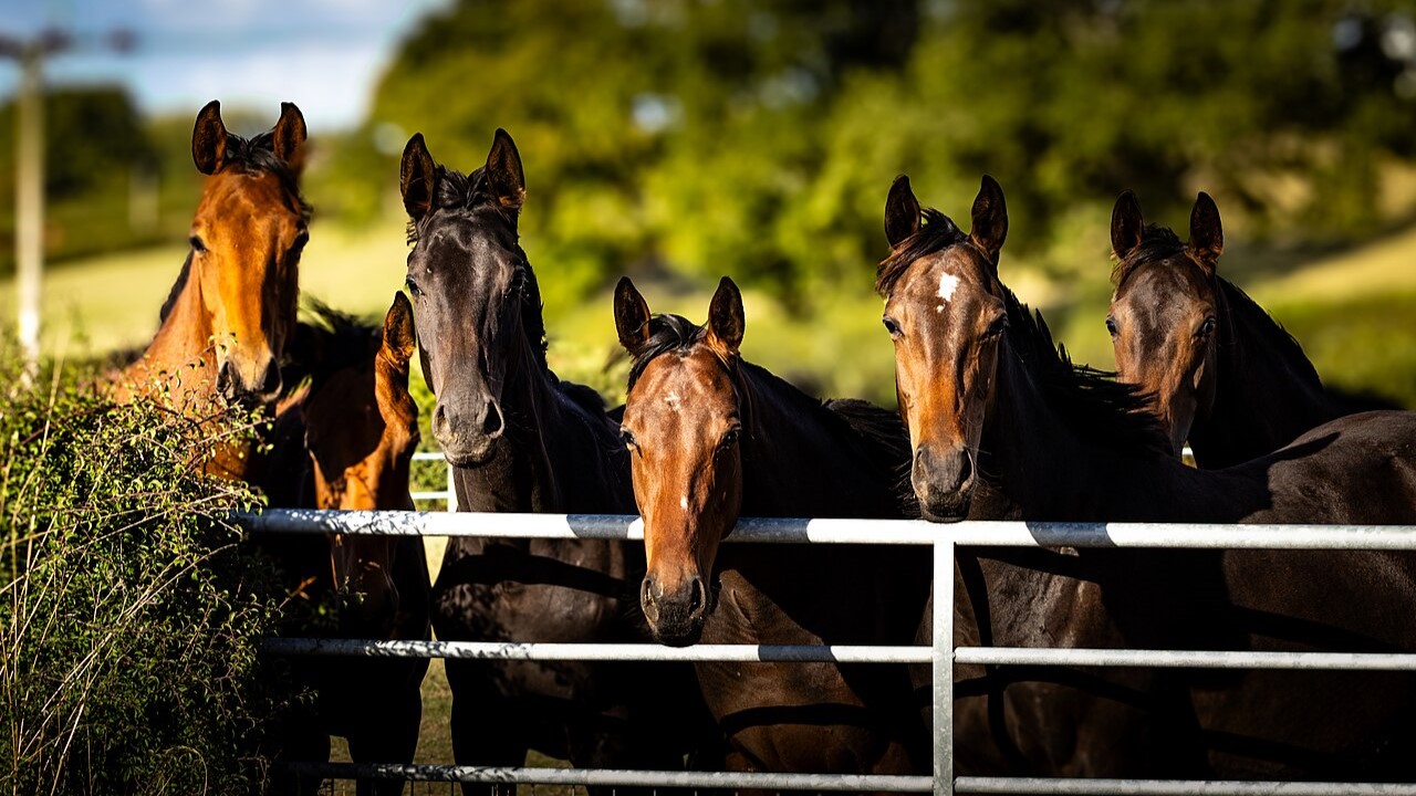 Racehorses Explored 1st September 2025   Flickr   chelsea steve