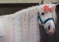 Il sogno dell’Unicorno può continuare