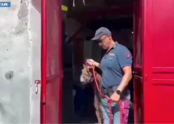 Operazione ‘Zoccolo Duro’: sequestrati 23 cavalli