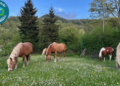 Escursione naturalistica con le bionde del Ranch