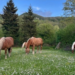 Escursione naturalistica con le bionde del Ranch