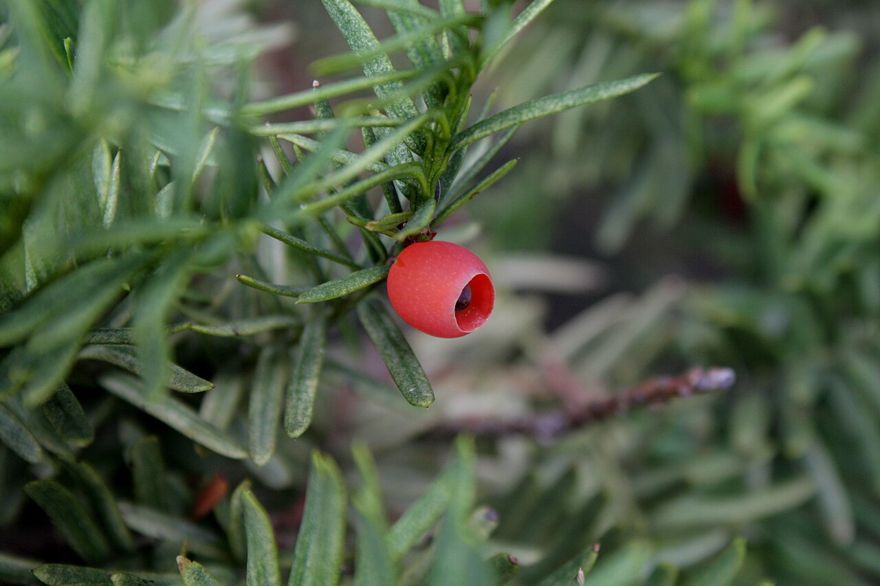 Taxus cuspidata 1