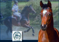 La prima asta di puledri da completo al Longines Luhmühlen Horse Trials è firmata Hannover