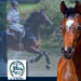 La prima asta di puledri da completo al Longines Luhmühlen Horse Trials è firmata Hannover