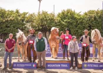 Haflinger d’oro…ma anche d’argento e di bronzo, a Travagliato!