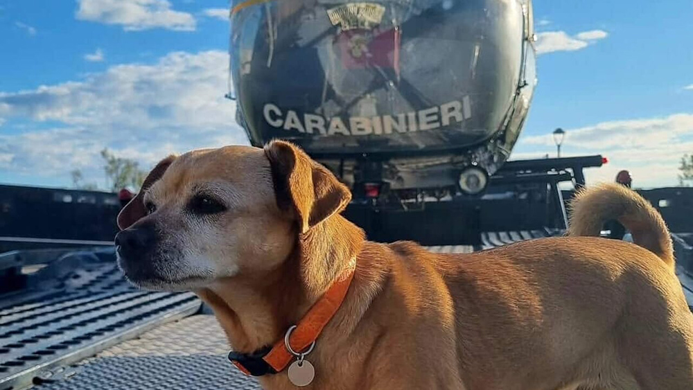 briciola mascotte carabinieri